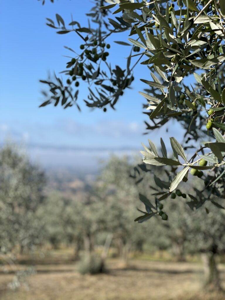 Assisi Olive Trees_2